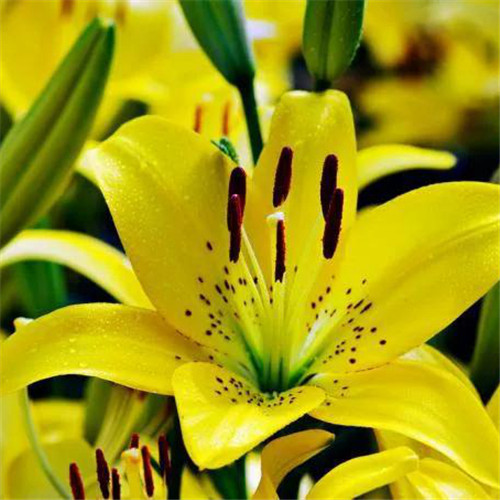 百合花头像图片