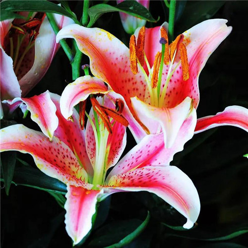百合花头像图片