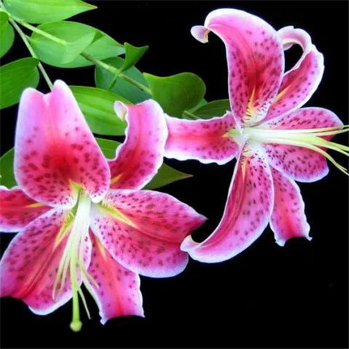 百合花头像图片
