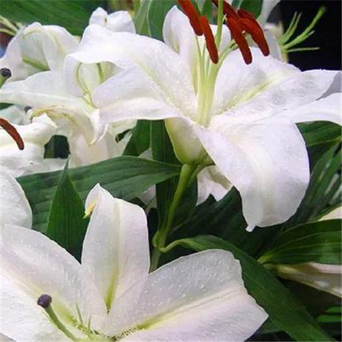 百合花头像图片