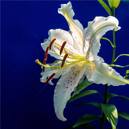 百合花头像图片