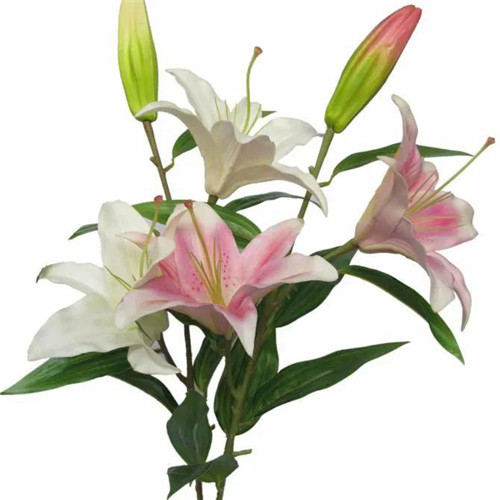 百合花头像图片