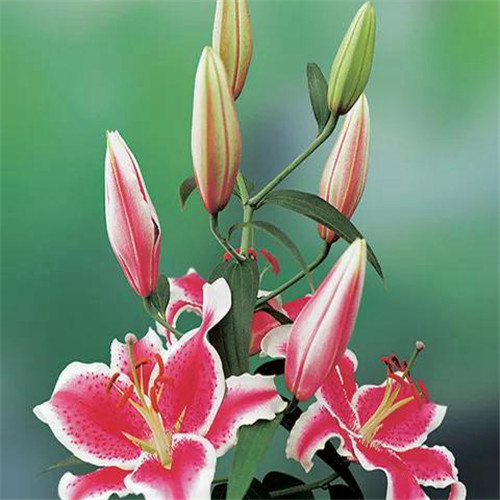 百合花头像图片