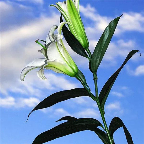 百合花头像图片