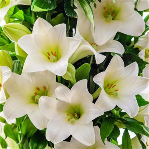 百合花头像图片