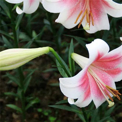 百合花头像图片