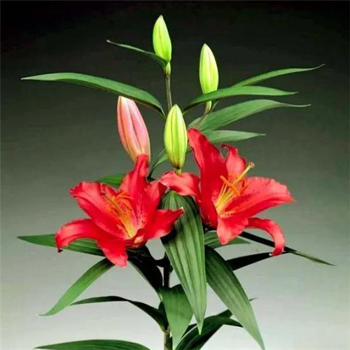 百合花头像图片