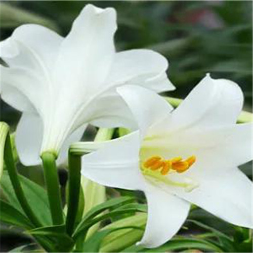 百合花头像图片