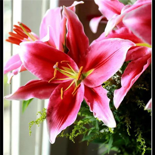 百合花头像图片