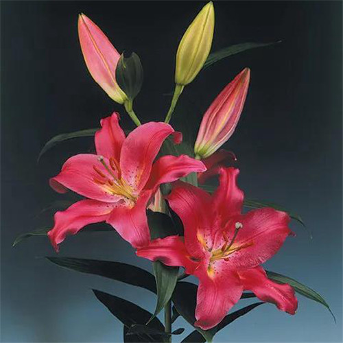 百合花头像图片