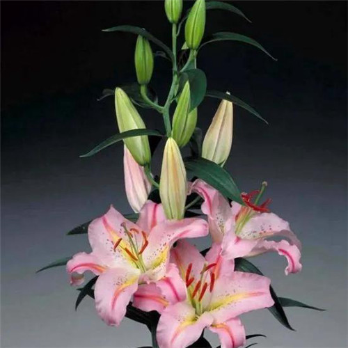 百合花头像图片