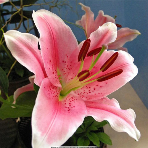 百合花头像图片