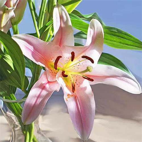 百合花头像图片
