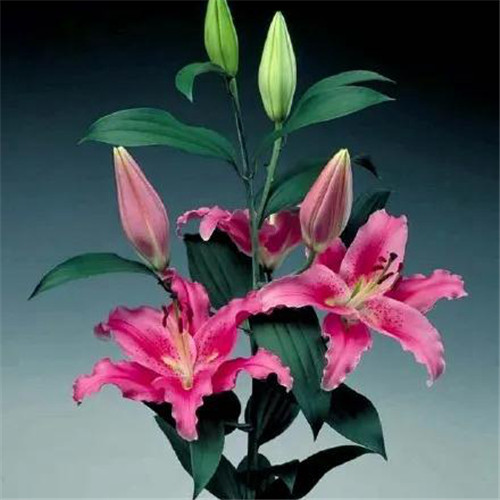 百合花头像图片