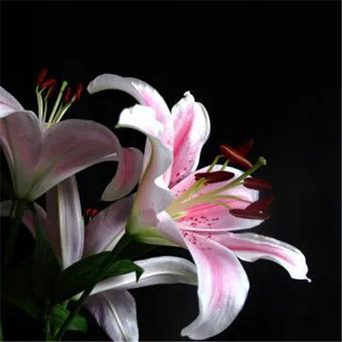 百合花头像图片