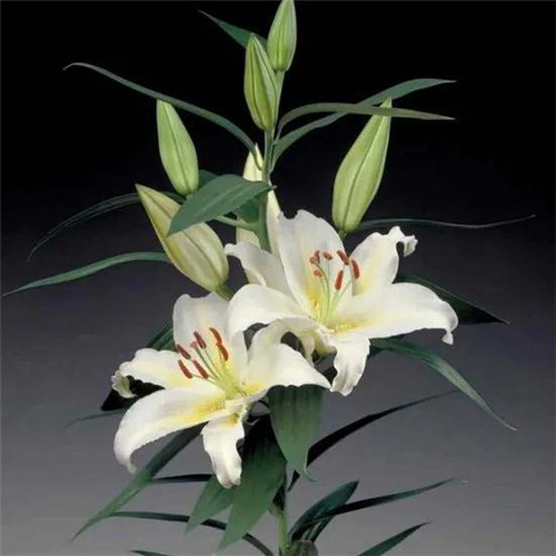 百合花头像图片