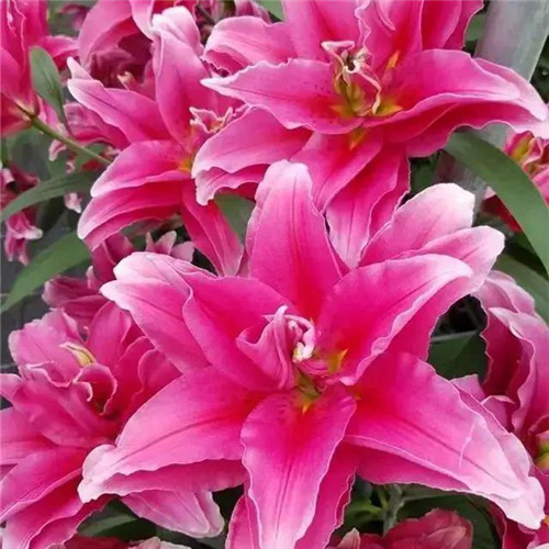 百合花头像图片