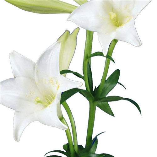 百合花头像图片