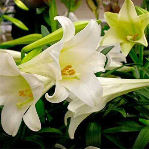 百合花头像图片