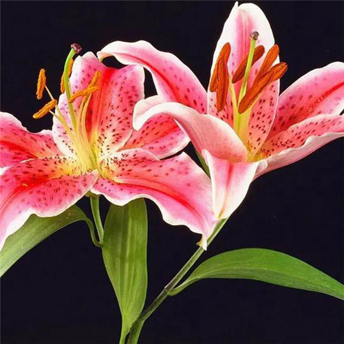 百合花头像图片