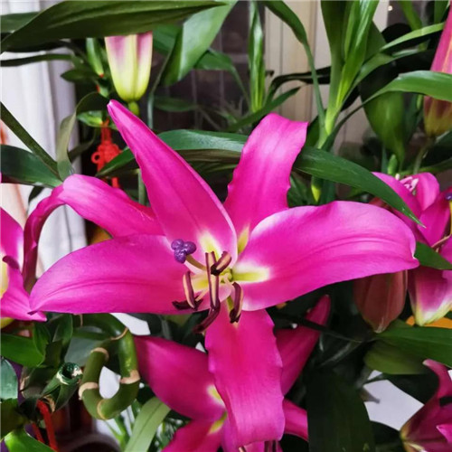 百合花头像图片