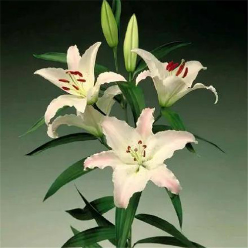 百合花头像图片