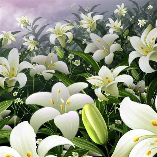 百合花头像图片
