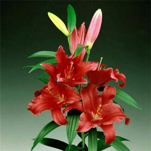 百合花头像图片
