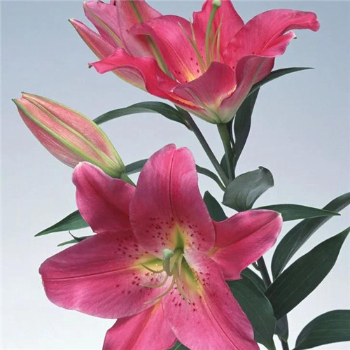百合花头像图片