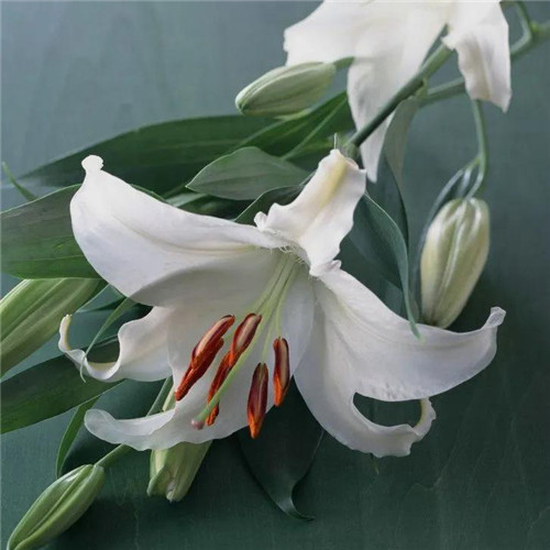 百合花头像图片