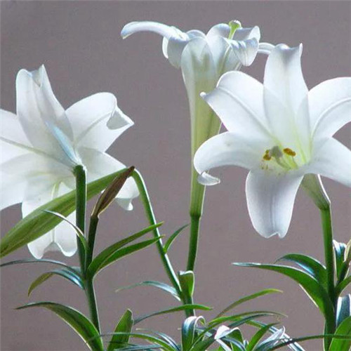 百合花头像图片
