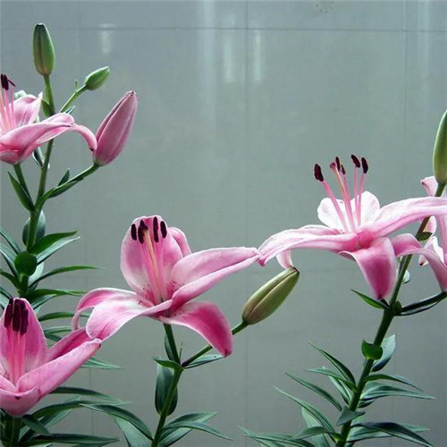 百合花头像图片