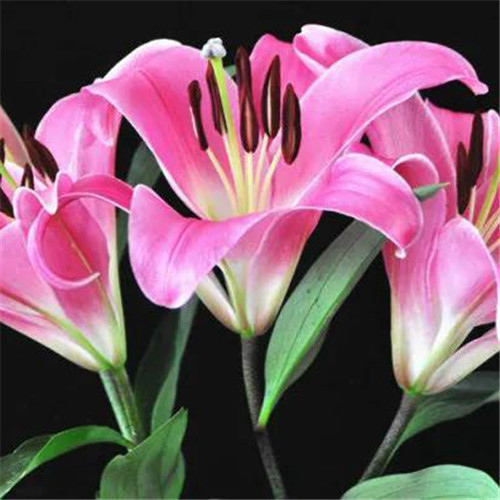 百合花头像图片