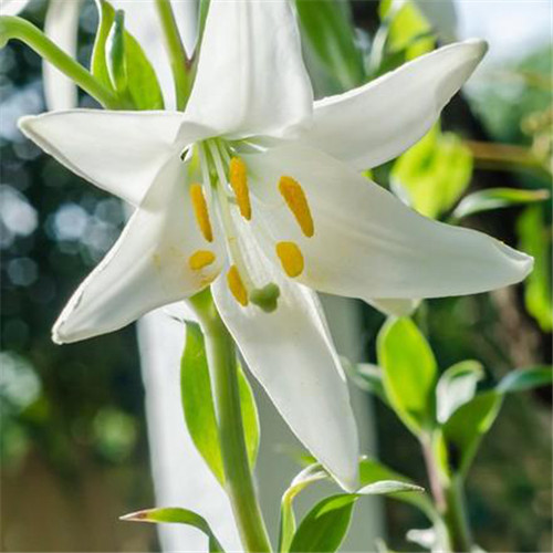 百合花头像图片