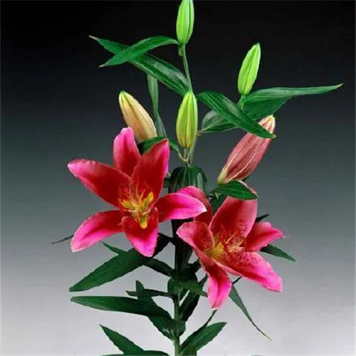 百合花头像图片