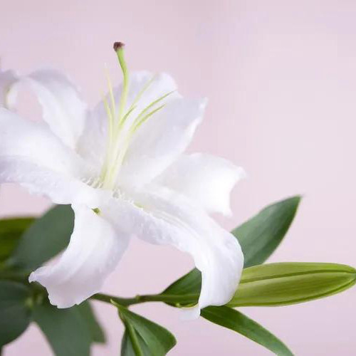 百合花头像图片