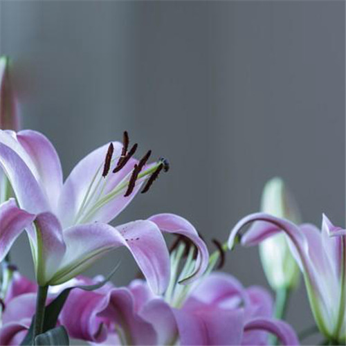 百合花头像图片