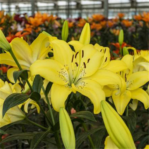百合花头像图片