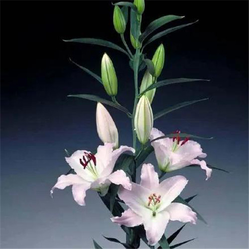 百合花头像图片