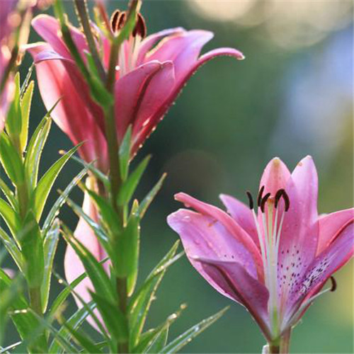 百合花头像图片