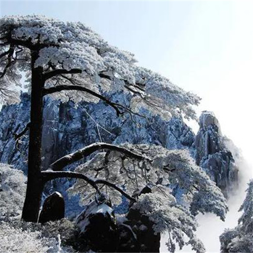 银装素裹黄山雪景风景头像图片