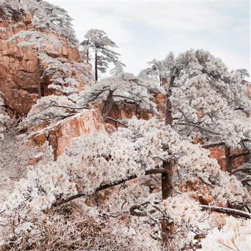 银装素裹黄山雪景风景头像图片