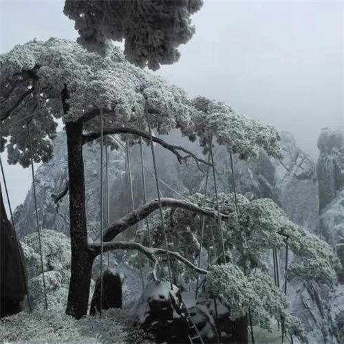 银装素裹黄山雪景风景头像图片