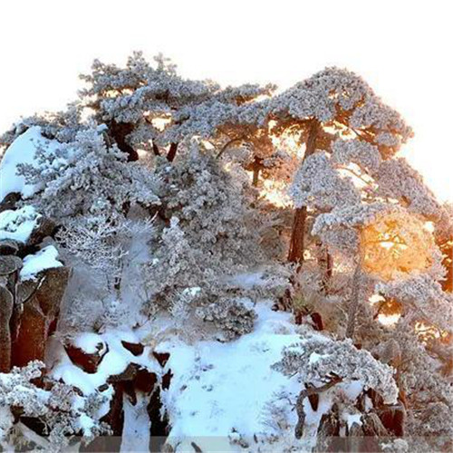 银装素裹黄山雪景风景头像图片