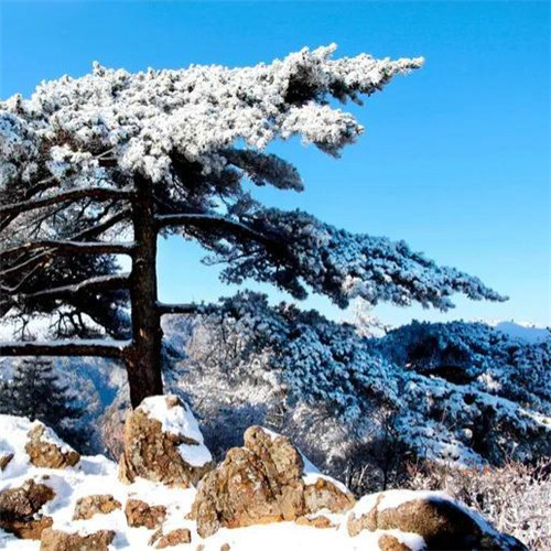 银装素裹黄山雪景风景头像图片