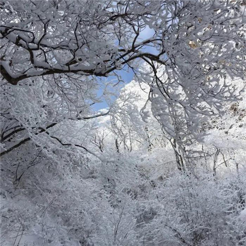 银装素裹黄山雪景风景头像图片
