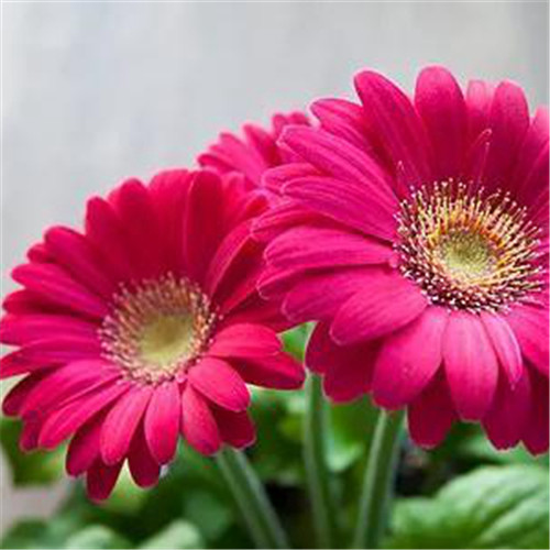 唯美鲜花头像