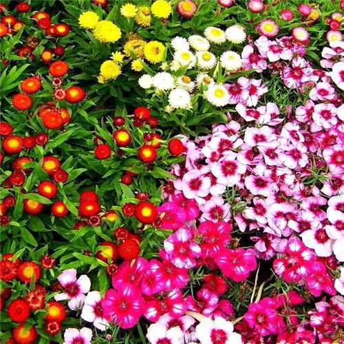 唯美鲜花头像