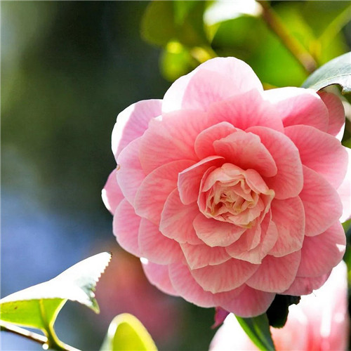 唯美鲜花头像