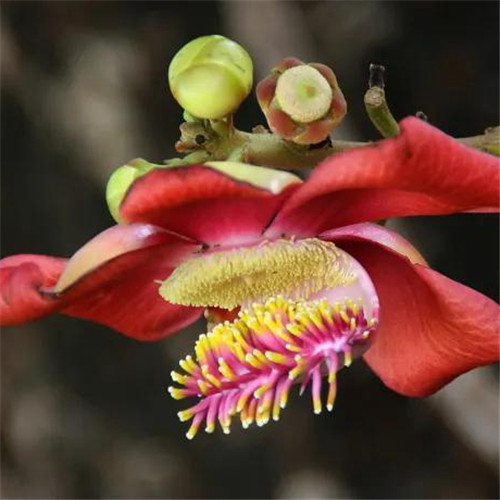 唯美鲜花头像